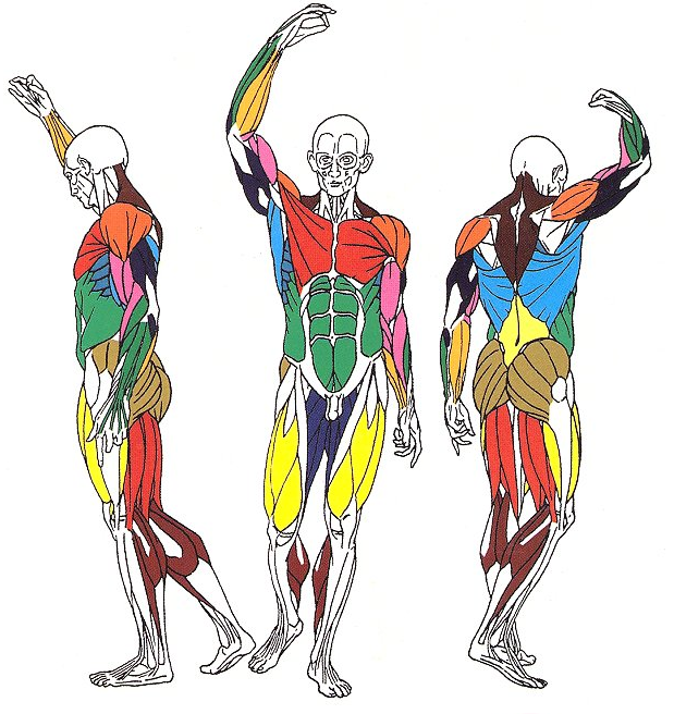 imagen-de-anatomia-muscular-leccion-7.es